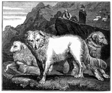 Myths, Misconceptions and Misinformation About Livestock Guard Dogs Image